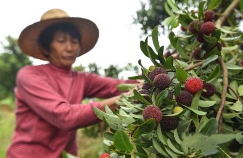 衡东县:杨梅红满枝头 农民喜上“梅”梢